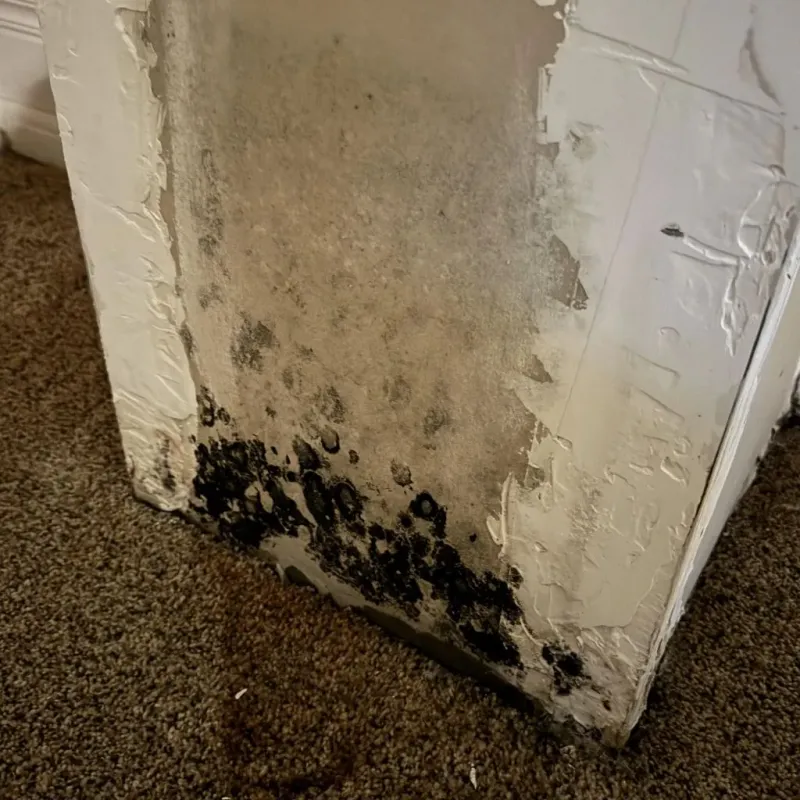 Professional Mold Removal in Franklin County, FL